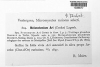 Melanustilospora ari image
